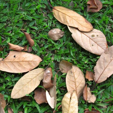 Pros And Cons Of Mulching Leaves, 25 Things You Should Know – Garden ...